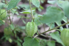 Physalis chenopodifolia