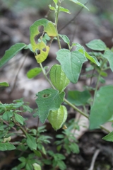 Physalis chenopodifolia