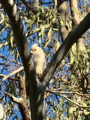 Cacatua sanguinea gymnopis
