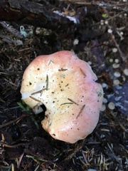Russula bicolor