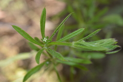 Galium aparine