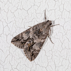 Melipotis jucunda
