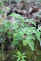 Physalis chenopodifolia