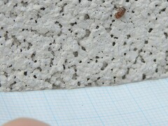 Orchestes steppensis