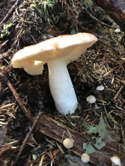 Russula bicolor