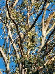 Cacatua sanguinea gymnopis