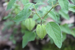 Physalis chenopodifolia