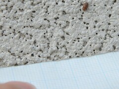 Orchestes steppensis