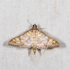 Mimorista subcostalis