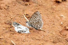 Leptotes lamasi
