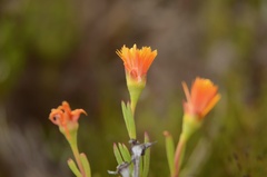 Lampranthus bicolor