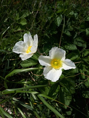 Papaver sokolovskajae