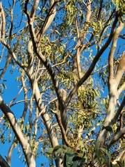 Cacatua sanguinea gymnopis