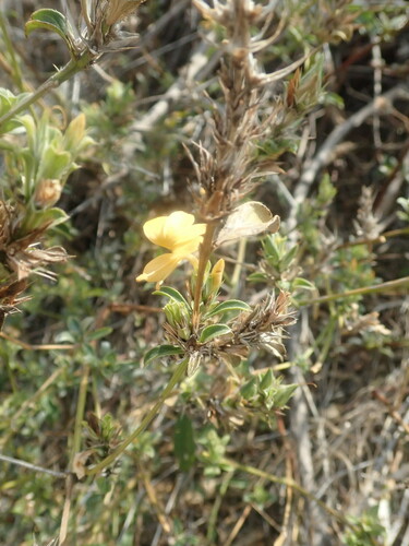 Image of Barleria senensis by (c) agujaceratops, some rights reserved (CC BY)