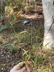 Kellochloa verrucosa