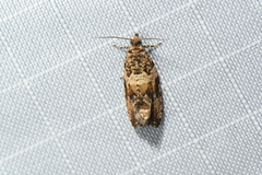 Olethreutes olivaceana