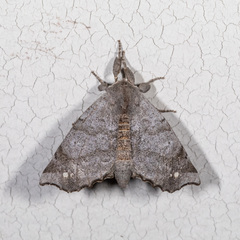 Olceclostera seraphica