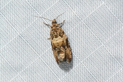 Olethreutes olivaceana