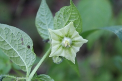 Jaltomata procumbens