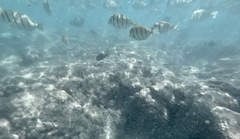 Acanthurus triostegus