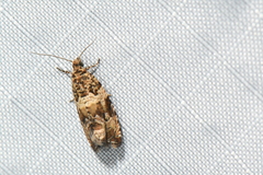 Olethreutes olivaceana