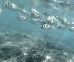 Acanthurus triostegus