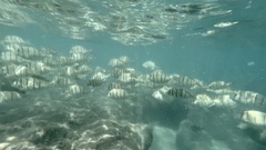 Acanthurus triostegus