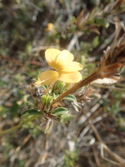 Barleria senensis