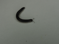 Tachypodoiulus niger