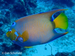 Holacanthus ciliaris