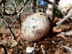 Andricus quercuscalifornicus