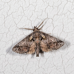 Paectes abrostolella