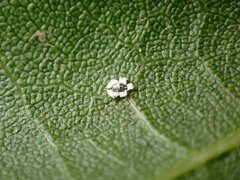 Aleuroplatus coronata