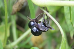 Jaltomata procumbens