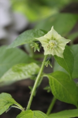 Jaltomata procumbens