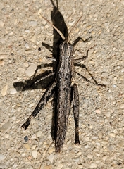 Acantherus piperatus