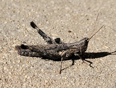 Acantherus piperatus