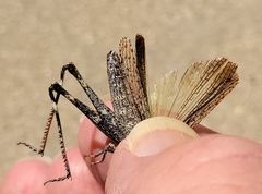 Acantherus piperatus