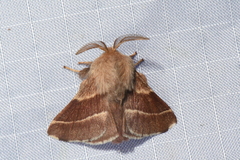 Malacosoma californica