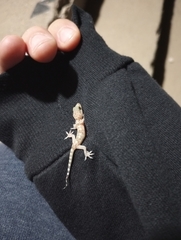 Hemidactylus turcicus