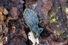 Otiorhynchus aurifer