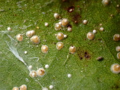 Hemiberlesia rapax