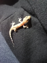 Hemidactylus turcicus