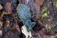 Otiorhynchus aurifer