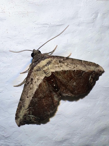 Lophoruza mascarena