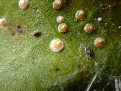 Hemiberlesia rapax