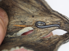 Tachypodoiulus niger