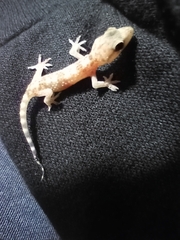 Hemidactylus turcicus