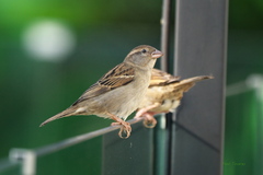 Passer domesticus