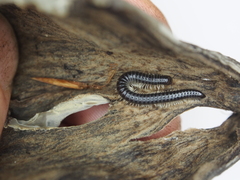 Tachypodoiulus niger